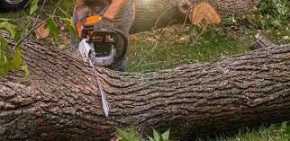 Best Tree and Shrub Care  in Ida Grove, IA